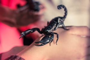 Girl holding scorpion